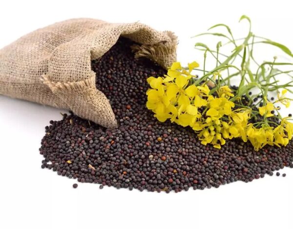 Spring Canola - Annapushti Enterprise Private Limited