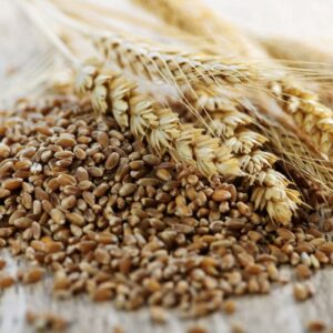 Triticale - Annapushti Enterprise Private Limited