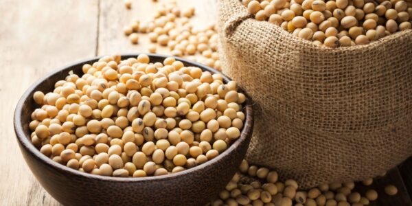 Soya Bean - Annapushti Enterprise Private Limited