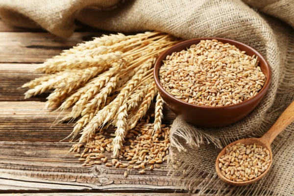 Wheat - Annapushti Enterprise Private Limited